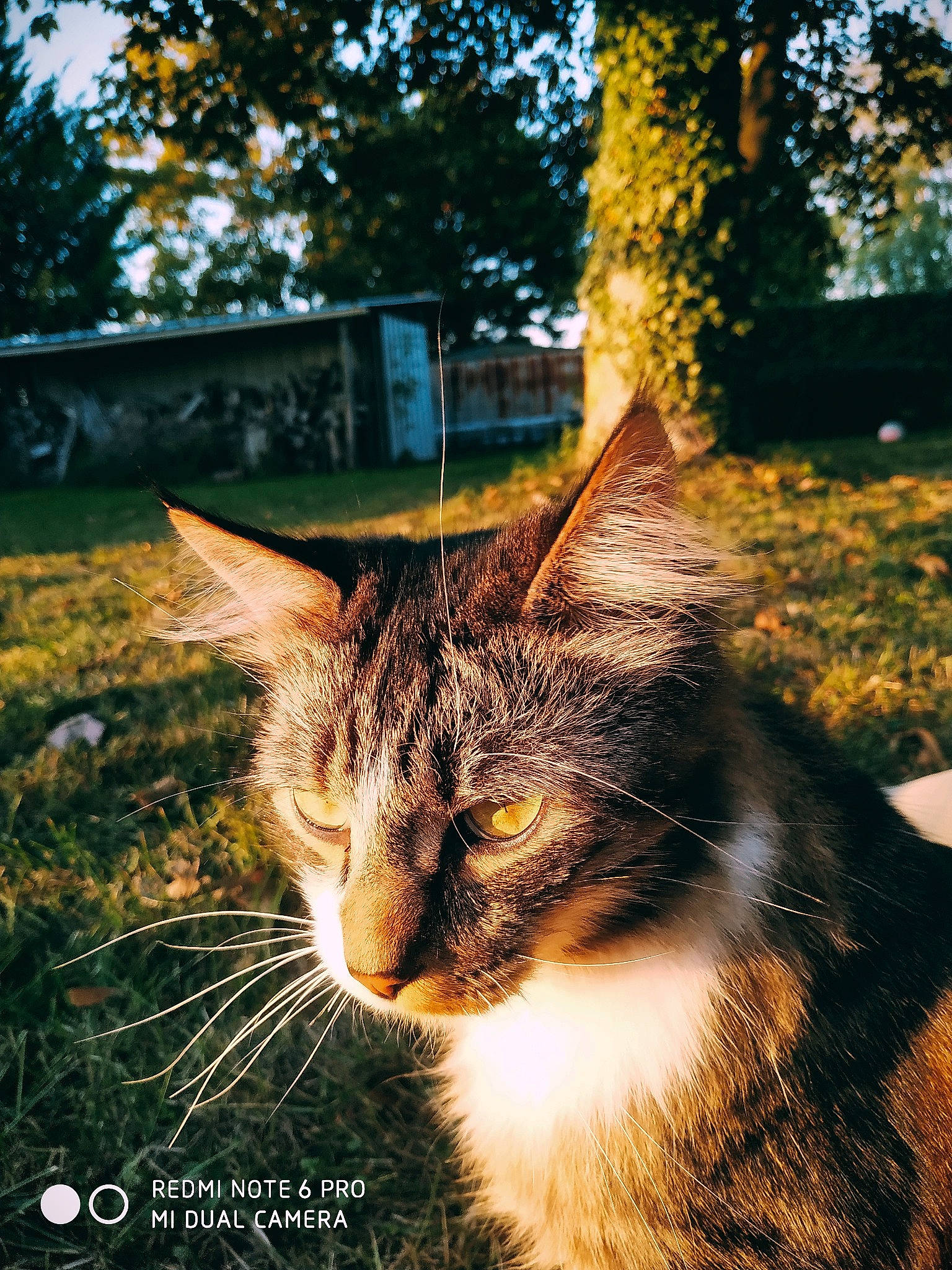 Socquette a rejoint le concours — aidez-le/la à gagner de superbes lots ! carnivore, cat, domestic_short_haired_cat, felidae, fur, grass, light, paw, photo_caption, plant, small_to_medium_sized_cats, snout, sunlight, tail, tints_and_shades, tree, whiskers, wildlife, window, wood