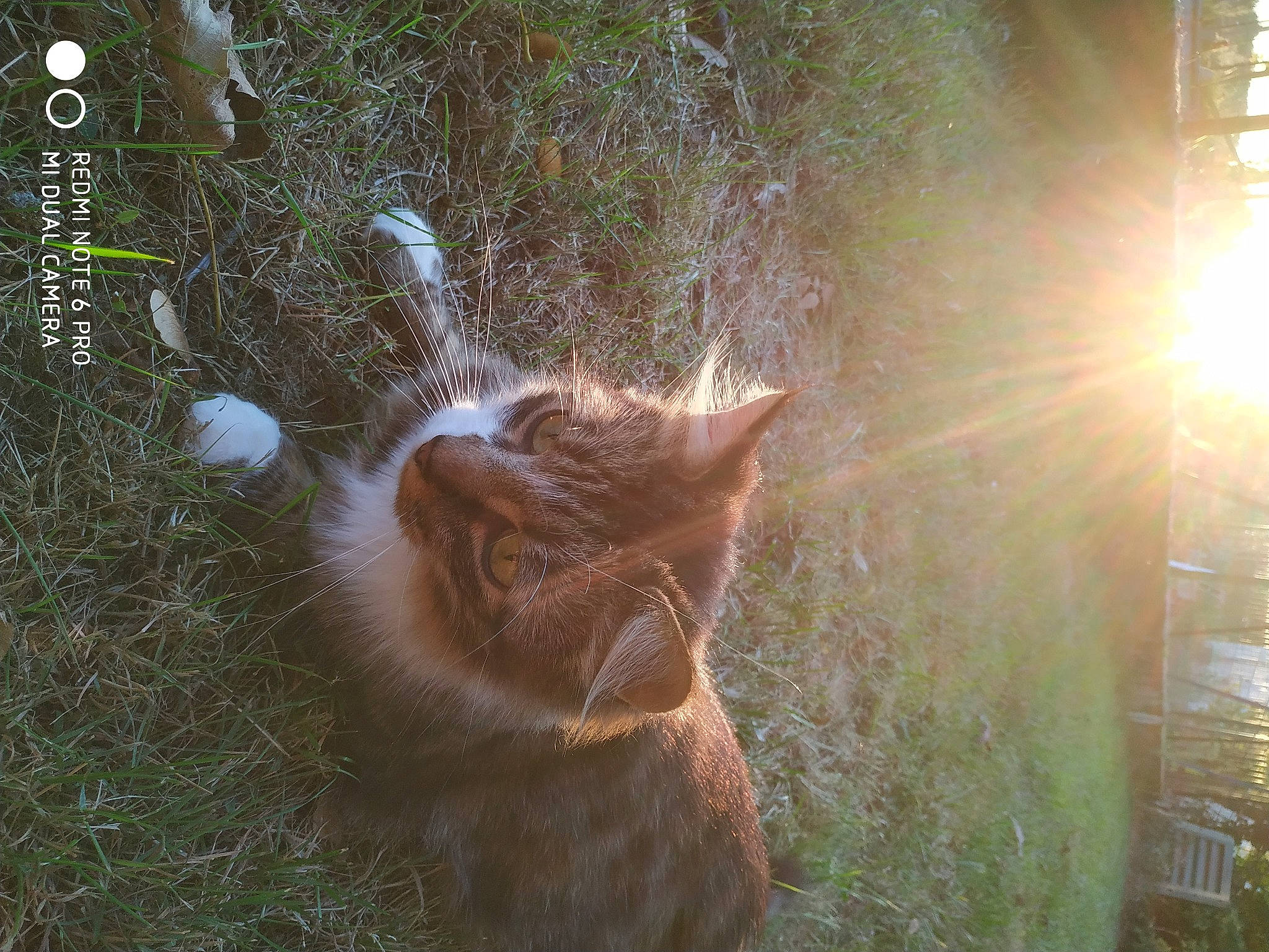 Socquette a rejoint le concours — aidez-le/la à gagner de superbes lots ! carnivore, cat, domestic_short_haired_cat, fawn, felidae, forest, fur, grass, plant, small_to_medium_sized_cats, snout, sporting_group, tail, terrestrial_animal, tree, trunk, whiskers, wildlife, window, wood