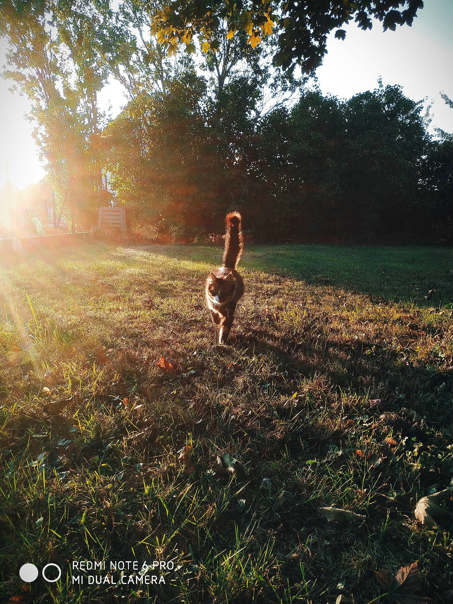 Socquette a rejoint le concours — aidez-le/la à gagner de superbes lots ! branch, fawn, flash_photography, grass, grass_family, grassland, hair, hand, happy, horizon, landscape, meadow, natural_landscape, people_in_nature, plain, plant, sky, sunset, tints_and_shades, tree