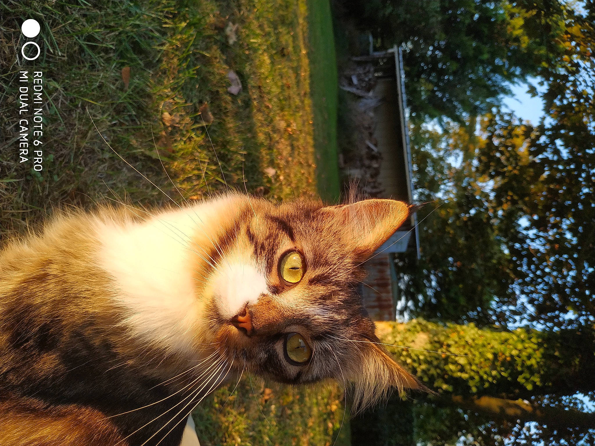 Socquette participe au concours pour gagner de l'argent avec cette photo : carnivore, cat, domestic_short_haired_cat, eye, fawn, felidae, fur, grass, organism, plant, small_to_medium_sized_cats, tail, terrestrial_animal, tree, trunk, twig, whiskers, wildlife, window, wood