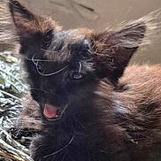 Cocoabean is registered to the contest to win money with this photo: kitten, cat, black_fur, ears, whiskers, mouth_open, basket, woven, furry, pet, animal, cute, closeup, indoor, resting, young, feline, soft_light, fur, adorable