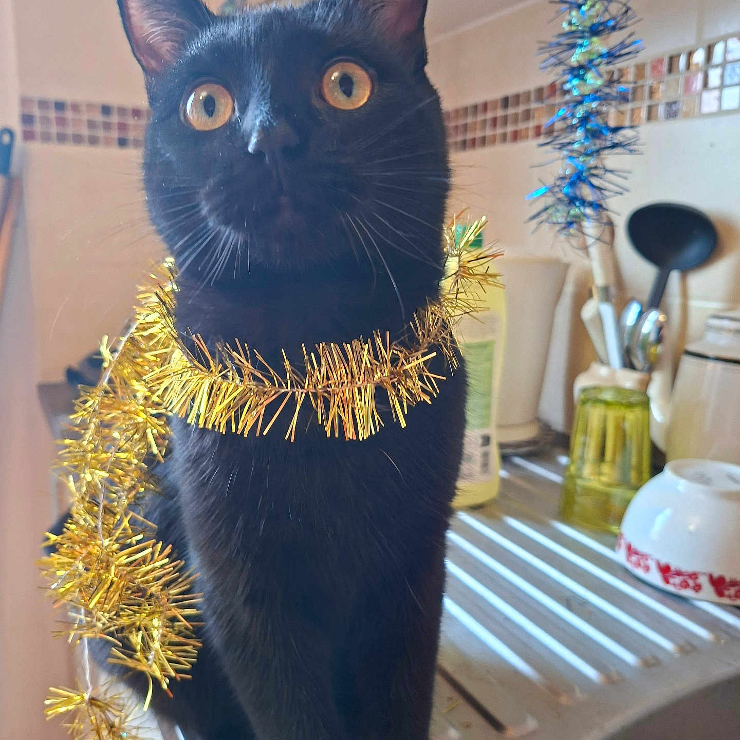 Evelyne Legrand participe au concours pour gagner de l'argent avec cette photo : black_cat, black_fur, cat, close_up, counter, curious, decorations, domestic_animal, feline, festive, gold_tinsel, holiday_decor, indoor, kitchen, pet, portrait, sink, tinsel, whiskers, wide_eyes