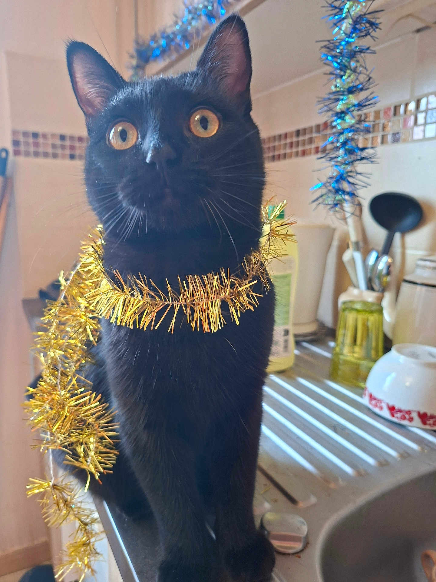 Evelyne Legrand participe au concours pour gagner de l'argent avec cette photo : black_cat, black_fur, cat, close_up, counter, curious, decorations, domestic_animal, feline, festive, gold_tinsel, holiday_decor, indoor, kitchen, pet, portrait, sink, tinsel, whiskers, wide_eyes