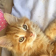 Tigroo participe au concours pour gagner de l'argent avec cette photo : asian_semi_longhair, british_longhair, british_semi_longhair, carnivore, cat, domestic_long_haired_cat, fawn, felidae, fur, kitten, maine_coon, mammal, norwegian_forest_cat, persian, ragamuffin, small_to_medium_sized_cats, snout, somali, vertebrate, whiskers