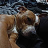 animal, bed, blanket, brown_dog, canine, close_up, comfort, companion, cozy, cuddly, dog, domestic_animal, fur, indoor, lying_down, pet, relaxed, resting, sleepy, white_markings