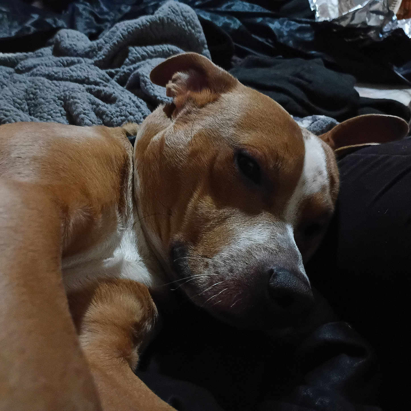 Gangstah is registered to the contest to win money with this photo: animal, bed, blanket, brown_dog, canine, close_up, comfort, companion, cozy, cuddly, dog, domestic_animal, fur, indoor, lying_down, pet, relaxed, resting, sleepy, white_markings