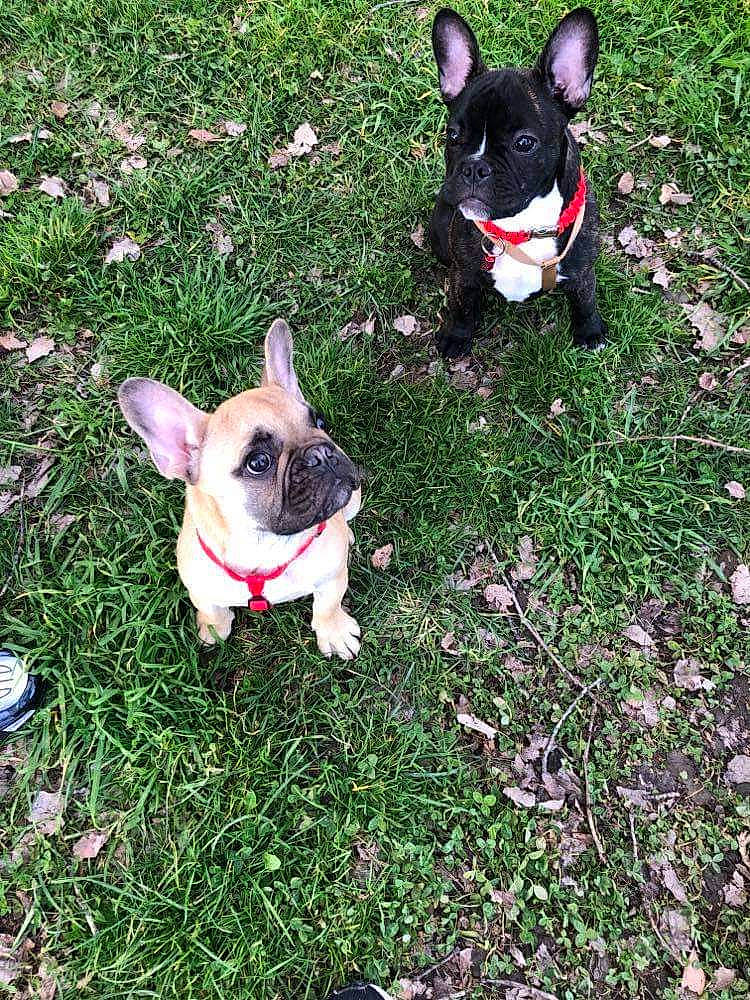 Rayden participe au concours pour gagner de l'argent avec cette photo : boston_terrier, bulldog, carnivore, collar, companion_dog, dog, dog_breed, eye, fawn, french_bulldog, grass, human_body, mammal, plant, snout, tail, toy_dog, vertebrate, whiskers, working_animal