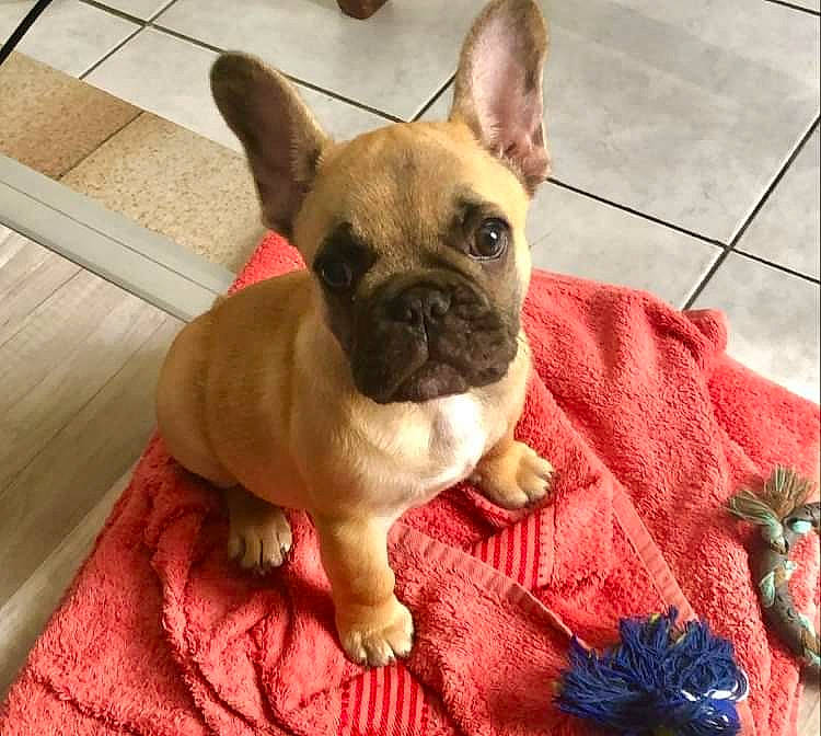 Rayden a rejoint le concours — aidez-le/la à gagner de superbes lots ! bulldog, carnivore, comfort, companion_dog, dog, dog_breed, eye, fawn, flooring, head, pug, snout, sporting_group, terrestrial_animal, tile_flooring, toy_dog, whiskers, wood, working_animal, wrinkle