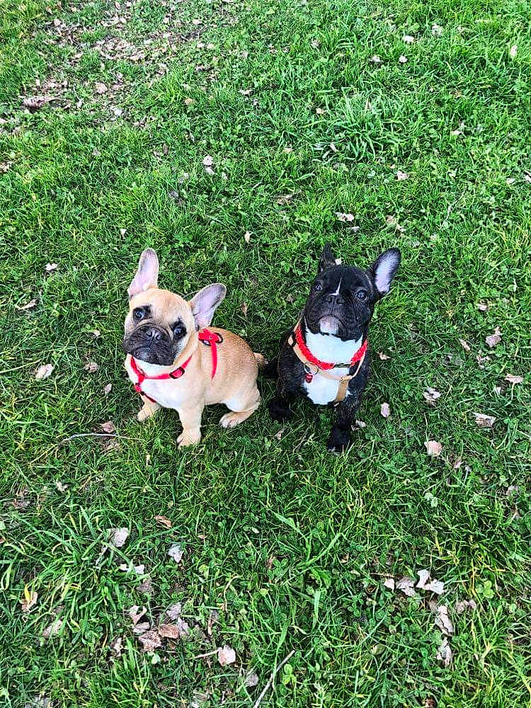 Rayden a rejoint le concours — aidez-le/la à gagner de superbes lots ! boston_terrier, bulldog, carnivore, collar, companion_dog, dog, dog_breed, dog_collar, dog_supply, fawn, french_bulldog, grass, leash, mammal, plant, tail, terrier, toy_dog, vertebrate, working_animal