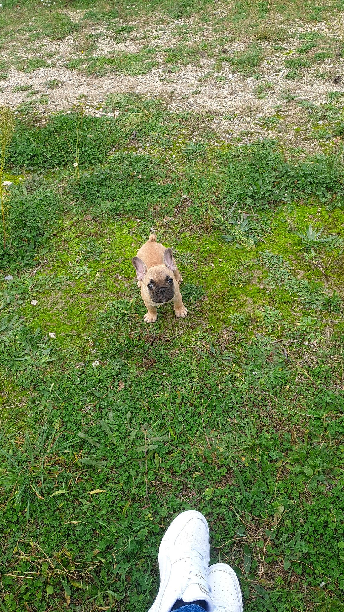 Rayden participe au concours pour gagner de l'argent avec cette photo : ball, carnivore, companion_dog, dog, dog_breed, fawn, foot, grass, grass_family, grassland, groundcover, lawn, meadow, pasture, people_in_nature, plant, shrub, soil, tail, tree