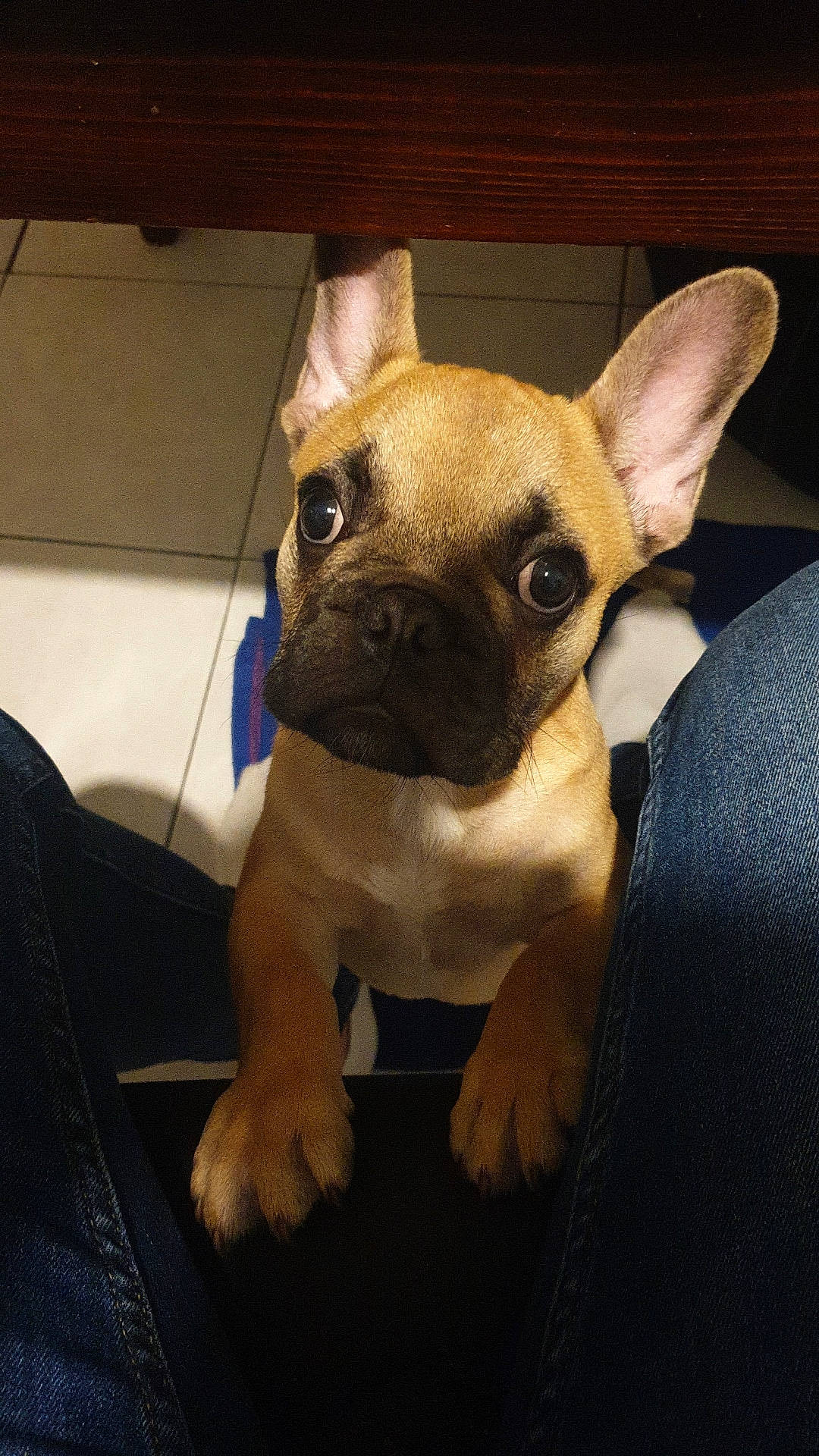 Rayden participe au concours pour gagner de l'argent avec cette photo : ancient_dog_breeds, canidae, carnivore, chihuahua, comfort, companion_dog, couch, dog, dog_breed, dog_supply, ear, fawn, fur, mammal, non_sporting_group, sporting_group, terrestrial_animal, toy_dog, whiskers, working_animal