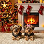 Winston And Luna is registered to the contest to win money with this photo: dog, yorkshire_terrier, carpet, fireplace, christmas_tree, christmas_lights, stockings, gifts, holiday, decorations, bow, pet, indoor, warm_lighting, cozy, festive, fire, wood, floor, cute