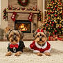 dog, pet, christmas_tree, fireplace, holiday, festive, carpet, decorations, gift_boxes, bow_tie, red_bow, christmas_outfit, living_room, warm_lighting, cute, small_dog, fur, indoors, celebration, cozy