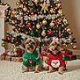 Winston And Luna is registered to the contest to win money with this photo: dog, christmas_tree, christmas_sweater, holiday, decorations, present, carpet, indoor, cute, small_dog, festive, ornament, tinsel, bow, living_room, pet, holiday_cheer, sitting, red_sweater, green_sweater