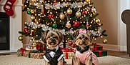 Winston And Luna is registered to the contest to win money with this photo: dog, small_dog, yorkshire_terrier, christmas_tree, holiday, decorations, presents, tuxedo, dress, bow, carpet, indoor, festive, cute, pets, animal, celebration, christmas_lights, ornaments, cozy