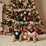 dog, small_dog, yorkshire_terrier, christmas_tree, holiday, decorations, presents, tuxedo, dress, bow, carpet, indoor, festive, cute, pets, animal, celebration, christmas_lights, ornaments, cozy
