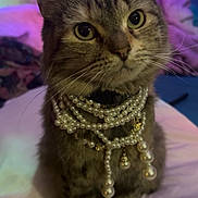 Honey is registered to the contest to win money with this photo: cat, tabby, pearls, necklace, pet, animal, feline, bed, indoor, portrait, cute, whiskers, ears, fur, eyes, sitting, accessory, domestic, soft, decor
