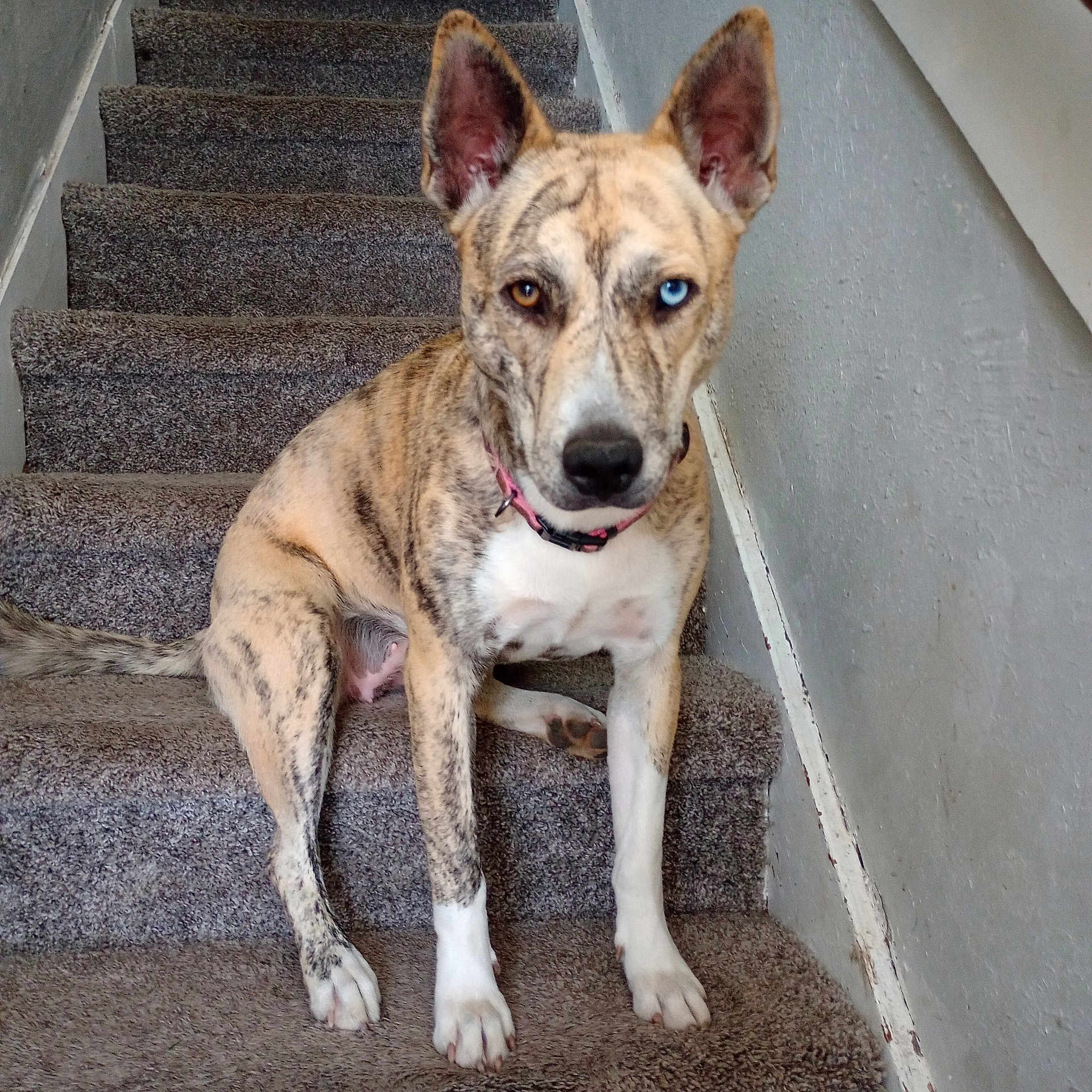 Ari is registered to the contest to win money with this photo: accessories, animal, architecture, building, bulldog, canine, dog, greatdane, handrail, hound, house, housing, husky, indoors, interiordesign, leash, pet, puppy, staircase, strap