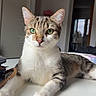 cat, tabby_cat, green_eyes, indoor, table, white_surface, relaxed, pet, animal, feline, whiskers, ears, paws, fur, looking_at_camera, household, door, light, domestic, portrait
