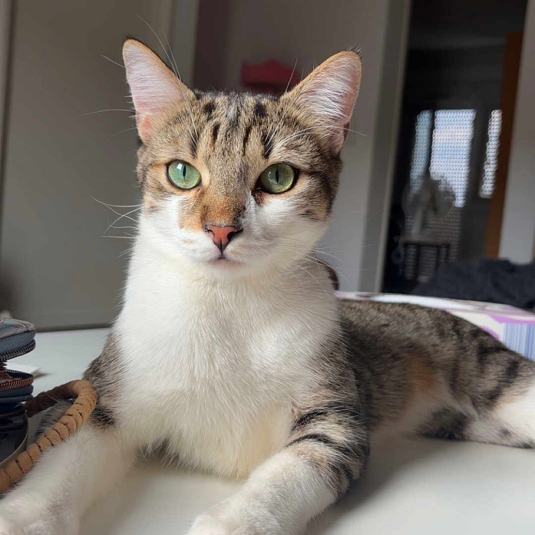 Sully participe au concours pour gagner de l'argent avec cette photo : cat, tabby_cat, green_eyes, indoor, table, white_surface, relaxed, pet, animal, feline, whiskers, ears, paws, fur, looking_at_camera, household, door, light, domestic, portrait
