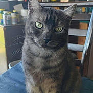 Gabe is registered to the contest to win money with this photo: cat, tabby, green_eyes, pet, indoor, cushion, chair, kitchen, bottle, container, furniture, domestic, animal, whiskers, fur, sitting, curious, closeup, portrait, home