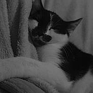 Luky participe au concours pour gagner de l'argent avec cette photo : cat, sleeping, black_and_white, blanket, cozy, pet, fur, closeup, resting, indoor, animal, whiskers, cute, soft_texture, peaceful, relaxation, feline, nap, comfort, monochrome