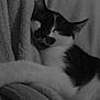 cat, sleeping, black_and_white, blanket, cozy, pet, fur, closeup, resting, indoor, animal, whiskers, cute, soft_texture, peaceful, relaxation, feline, nap, comfort, monochrome