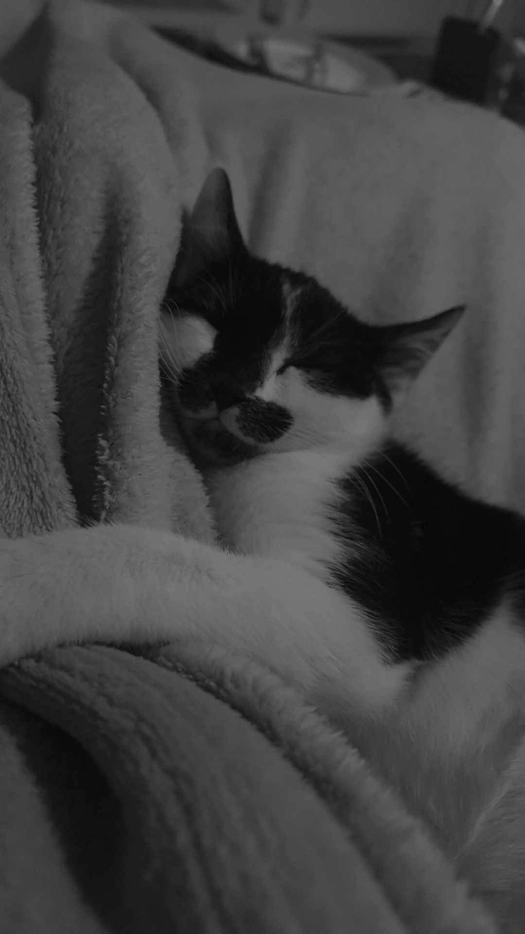 Luky participe au concours pour gagner de l'argent avec cette photo : cat, sleeping, black_and_white, blanket, cozy, pet, fur, closeup, resting, indoor, animal, whiskers, cute, soft_texture, peaceful, relaxation, feline, nap, comfort, monochrome