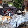 Felix a rejoint le concours — aidez-le/la à gagner de superbes lots ! dog, couch, pillow, plant, indoor, quilt, furniture, living_room, brown_dog, black_and_white_dog, decor, home, relaxing, pet, sitting, lying_down, cozy, wooden_cabinet, books, floor_tile