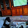 Felix a rejoint le concours — aidez-le/la à gagner de superbes lots ! dog, television, furniture, wooden_cabinet, remote_control, rug, blanket, tablecloth, cup, plant, living_room, floor_tiles, sports, soccer, watching, indoor, decor, bookcase, glassware, cozy