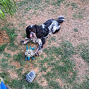 Felix a rejoint le concours — aidez-le/la à gagner de superbes lots ! dog, grass, toy, outdoor, animal, pet, playing, black_and_white, tongue, nature, ground, leaf, stone, paw, fur, garden, daylight, tongue_out, playful, patchy_grass