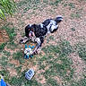 dog, grass, toy, outdoor, animal, pet, playing, black_and_white, tongue, nature, ground, leaf, stone, paw, fur, garden, daylight, tongue_out, playful, patchy_grass