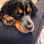 Felix a rejoint le concours — aidez-le/la à gagner de superbes lots ! animal, black_fur, brown_fur, close_up, companion, cozy, cute, dog, face, fur, indoor, paw, pet, relaxed, resting, sleepy, snout, soft, whiskers, white_fur