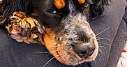 Felix a rejoint le concours — aidez-le/la à gagner de superbes lots ! animal, black_fur, brown_fur, close_up, companion, cozy, cute, dog, face, fur, indoor, paw, pet, relaxed, resting, sleepy, snout, soft, whiskers, white_fur