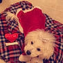 dog, white_dog, fluffy_dog, plaid_blanket, red_outfit, dog_bow, toy, heart_shaped_toy, bone_toy, indoor, floor, tile_floor, pet, cute, cozy, resting, animal, companion, soft_texture, warm_clothing