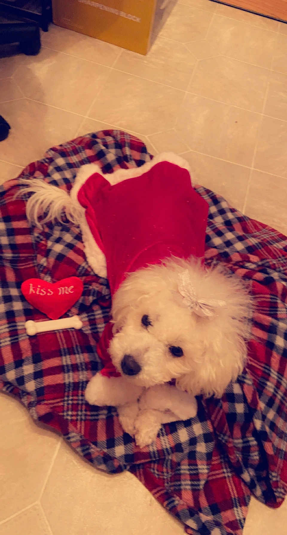 Breezy is registered to the contest to win money with this photo: dog, white_dog, fluffy_dog, plaid_blanket, red_outfit, dog_bow, toy, heart_shaped_toy, bone_toy, indoor, floor, tile_floor, pet, cute, cozy, resting, animal, companion, soft_texture, warm_clothing
