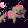 Breezy is registered to the contest to win money with this photo: animal, blanket, companion, couch, cute, date_overlay, decor, dog, domestic_animal, fluffy, fur, heart_overlay, indoor, pet, pink_bow, pink_clothing, relaxed, resting, small_dog, white_dog