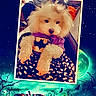 Breezy is registered to the contest to win money with this photo: batman_costume, candles, costume, cute, decoration, dog, fluffy, frame, halloween, holiday, indoor, jack_o_lantern, moon, night_sky, orange, pet, portrait, pumpkin, spooky, stars