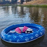 Breezy is registered to the contest to win money with this photo: animal, blue_pool, canine, dog, floating, inflatable_pool, lake, leisure, nature, outdoor, paw_prints, pet, pink_swim_trunks, relaxation, summer, sunglasses, sunny, vacation, water, white_dog