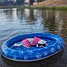 animal, blue_pool, canine, dog, floating, inflatable_pool, lake, leisure, nature, outdoor, paw_prints, pet, pink_swim_trunks, relaxation, summer, sunglasses, sunny, vacation, water, white_dog