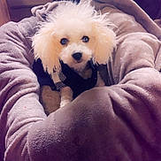 Breezy joined the competition — help win amazing prizes! dog, puppy, white_dog, fluffy, blanket, cozy, indoors, soft_texture, cute, pet, fur, looking_up, warm, comfort, small_dog, snuggle, home, relax, sparkles, nest