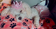 Breezy joined the competition — help win amazing prizes! adorable, animal, blanket, cozy, crown, cute, dog, domestic_animal, fluffy, fur, indoors, paw_prints, pet, pink, relaxed, resting, sleeping, small_dog, soft, tutu