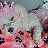adorable, animal, blanket, cozy, crown, cute, dog, domestic_animal, fluffy, fur, indoors, paw_prints, pet, pink, relaxed, resting, sleeping, small_dog, soft, tutu