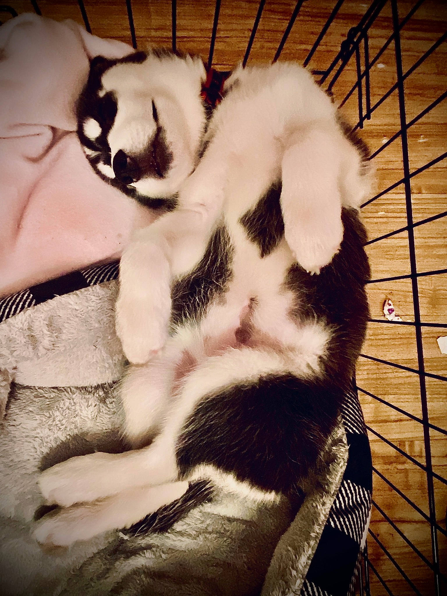 Iris joined the competition — help win amazing prizes! arm, carnivore, claw, comfort, companion_dog, dog_breed, eye, felidae, foot, fur, headgear, panda, paw, sitting, small_to_medium_sized_cats, snout, tail, terrestrial_animal, toy, whiskers