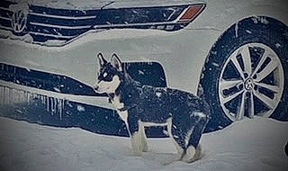 Iris is registered to the contest to win money with this photo: automotive_exterior, automotive_tire, car, carnivore, dog, dog_breed, electric_blue, fender, freezing, hood, hubcap, mammal, motor_vehicle, snow, tire, tread, vehicle, vehicle_door, vertebrate, wheel