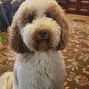 Doodles joined the competition — help win amazing prizes! dog, curly_fur, brown_and_white, sitting, carpet, living_room, furniture, television, person, phone, couch, wooden_cabinet, decor, indoors, pet, cute, fluffy, home, relaxed, animal