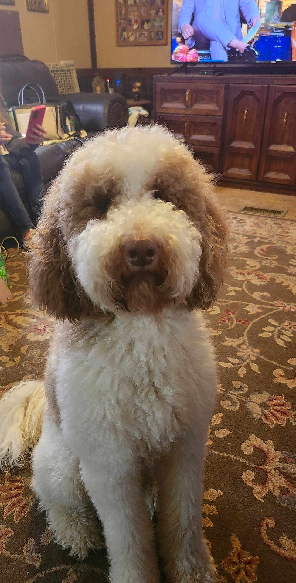 Doodles joined the competition — help win amazing prizes! dog, curly_fur, brown_and_white, sitting, carpet, living_room, furniture, television, person, phone, couch, wooden_cabinet, decor, indoors, pet, cute, fluffy, home, relaxed, animal