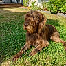 animal, brown_dog, canine, daylight, dog, fence, flowers, garden, grass, greenery, lawn, long_hair, nature, outdoor, pet, plant, relaxed, resting, shrubbery, sunlight
