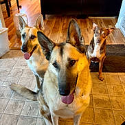 Broly Caulifla Zoey joined the competition — help win amazing prizes! animal, brown_dog, canine, curious, dog, domestic, ears_up, floor, german_shepherd, home, indoor, looking_at_camera, mat, mixed_breed, panting, pet, sitting, three_dogs, tile_floor, wood_floor