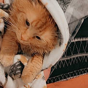 Finley Foster Olguin joined the competition — help win amazing prizes! bed, bedding, blanket, cat, close_up, cozy, cute, domestic_animal, fur, hand, indoor, orange_cat, paw, pet, portrait, sleepy, snuggling, soft_texture, textile_pattern, whiskers